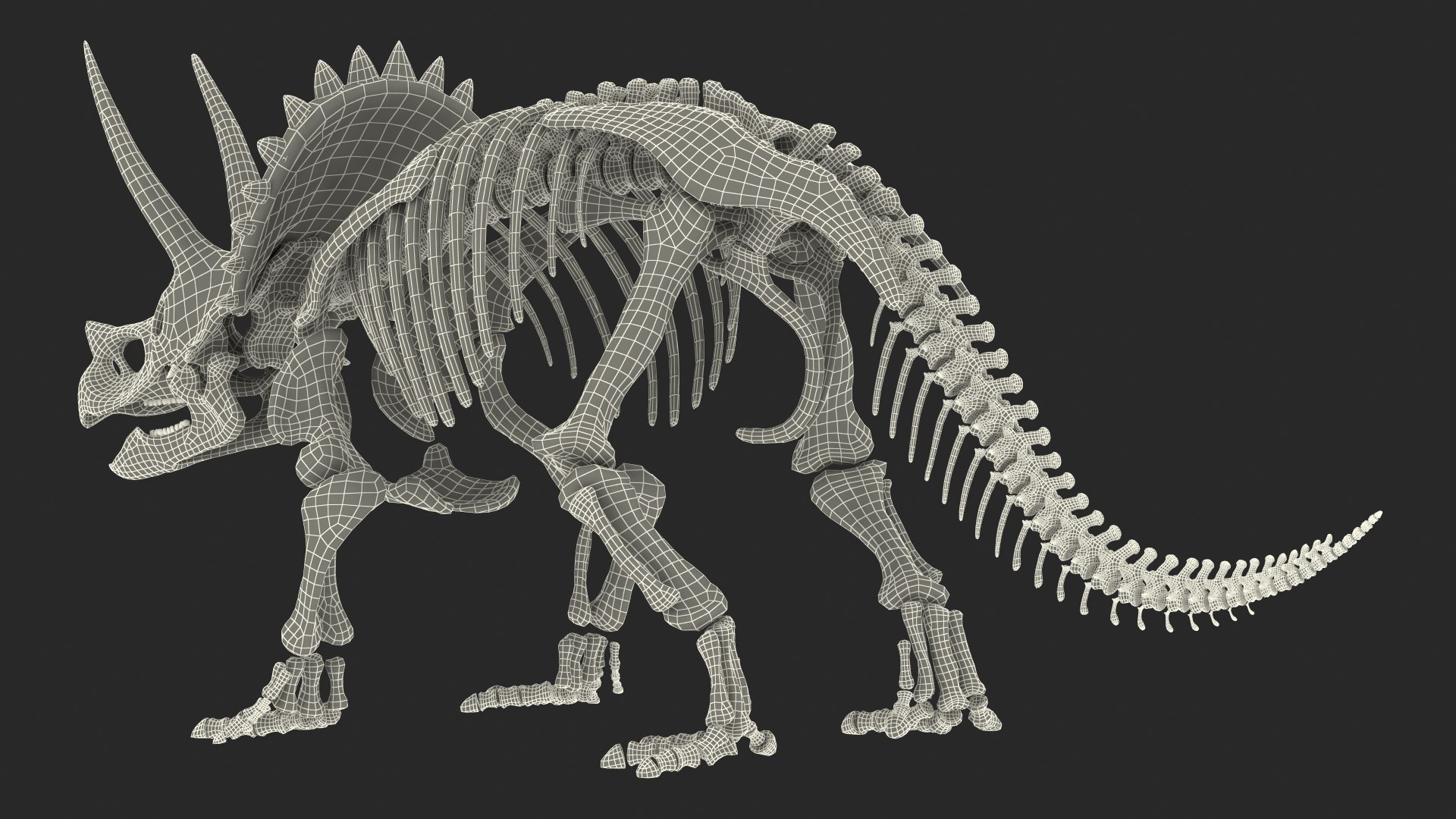 triceratops skeleton 3D model https://p.turbosquid.com/ts-thumb/Ur/q9xEVj/VQmMzhkU/triceratopsskeletonmb3dmodel025/jpg/1580842784/1920x1080/fit_q87/7890bbe39f4697c34f66c6473a682d47fbc05ad6/triceratopsskeletonmb3dmodel025.jpg