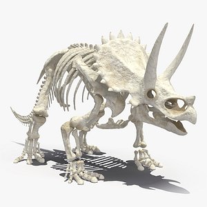 triceratops skeleton 3D model