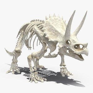 Triceratops Skeleton
