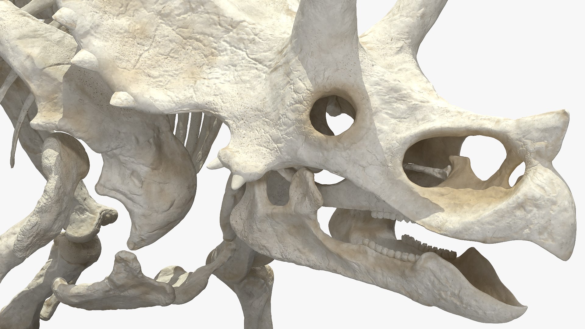 triceratops skeleton 3D model https://p.turbosquid.com/ts-thumb/Ur/q9xEVj/aehVIeer/triceratopsskeletonmb3dmodel015/jpg/1580842721/1920x1080/fit_q87/7d327b333bd08d526c6de17fae916e17842cd89b/triceratopsskeletonmb3dmodel015.jpg