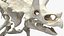 Triceratops Skeleton
