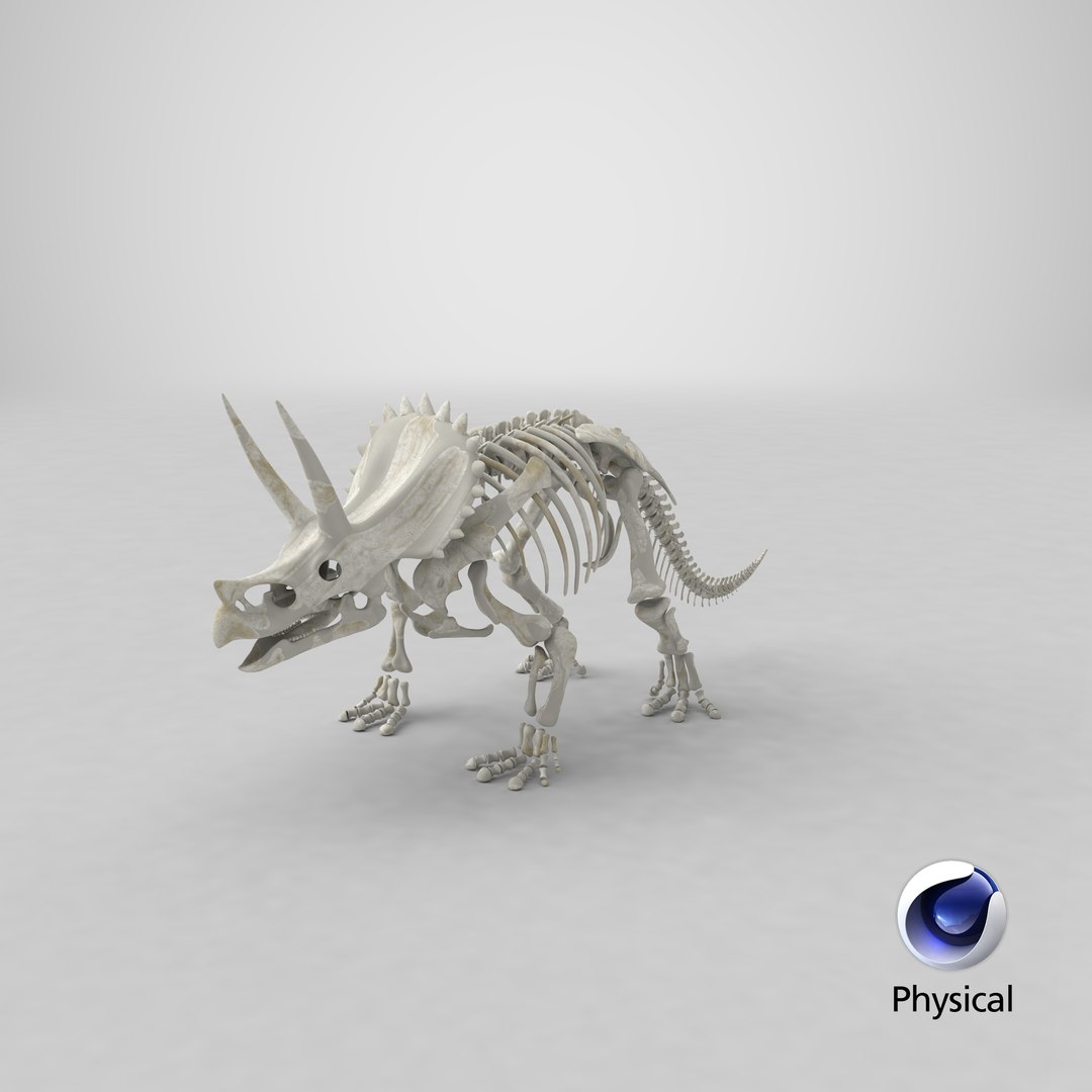 triceratops skeleton 3D model https://p.turbosquid.com/ts-thumb/Ur/q9xEVj/d5/stemcell_cinema_4d_physical_render/png/1633106266/1920x1080/fit_q87/d9f4146321de1af180bf2d63efc8d8dd9f722059/stemcell_cinema_4d_physical_render.jpg