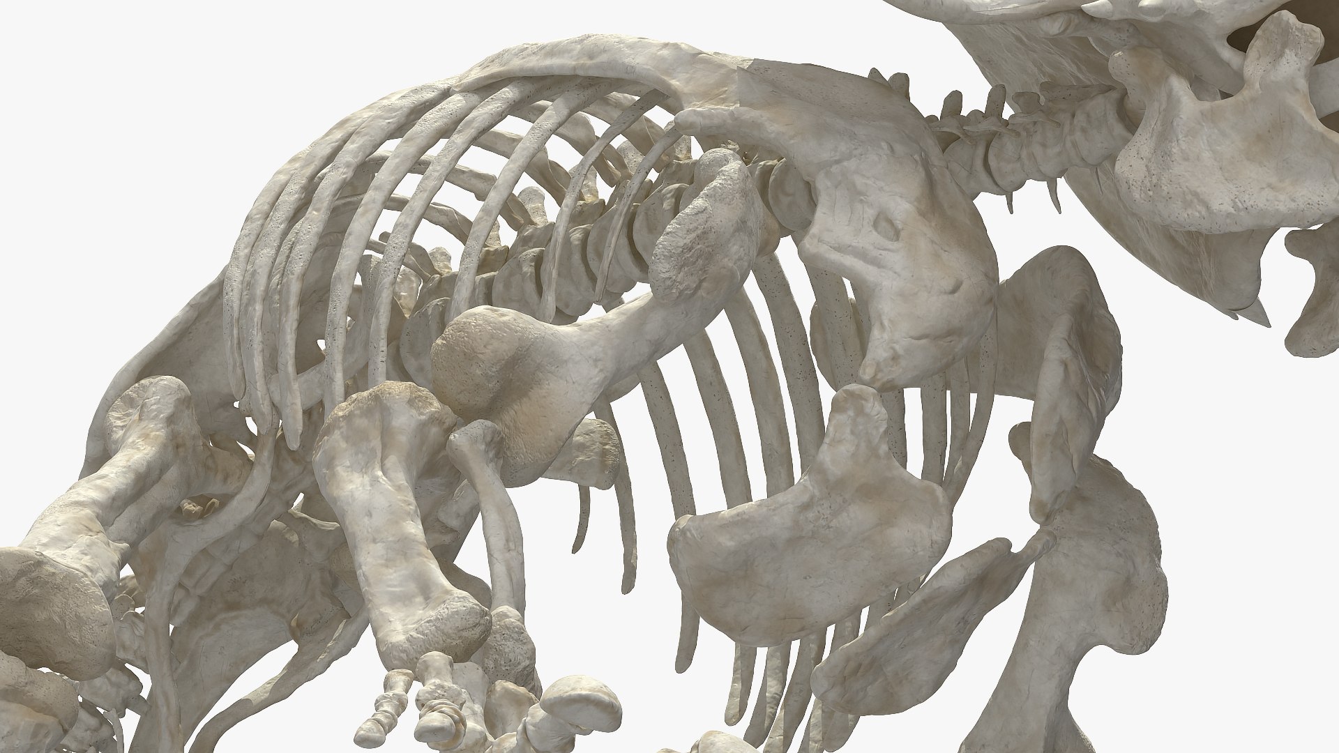 triceratops skeleton 3D model https://p.turbosquid.com/ts-thumb/Ur/q9xEVj/dvLOsCwU/triceratopsskeletonmb3dmodel013/jpg/1580842709/1920x1080/fit_q87/0962d28e8159ceb705290a95201b6dd91733867e/triceratopsskeletonmb3dmodel013.jpg