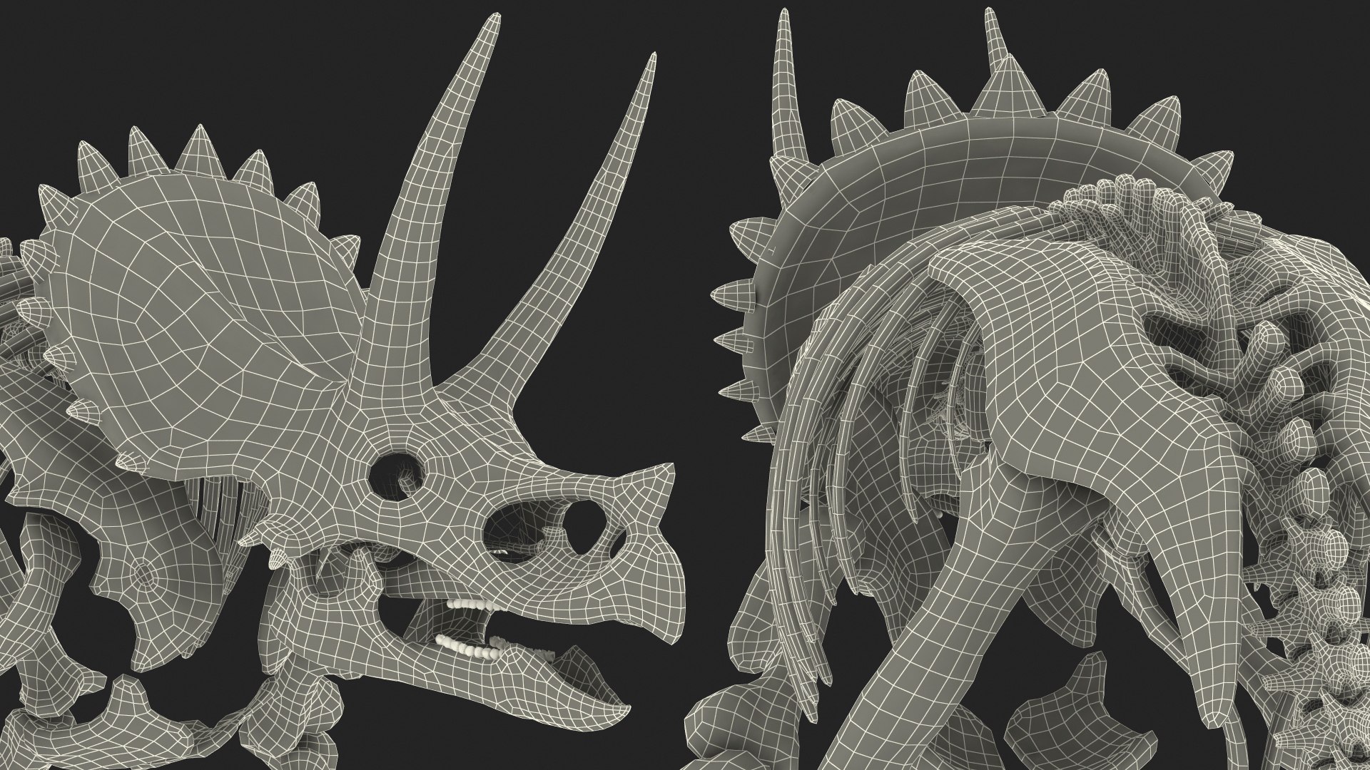 triceratops skeleton 3D model https://p.turbosquid.com/ts-thumb/Ur/q9xEVj/eDqIUKW6/triceratopsskeletonmb3dmodel026/jpg/1580842795/1920x1080/fit_q87/030239a5e21d7894c10f39ff1e79cf025cecb12c/triceratopsskeletonmb3dmodel026.jpg