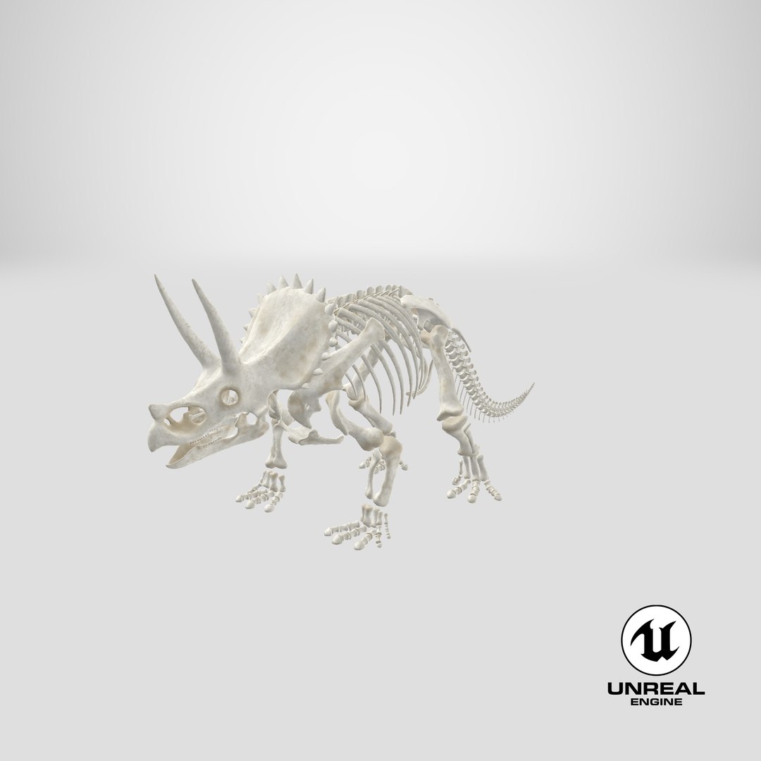 triceratops skeleton 3D model https://p.turbosquid.com/ts-thumb/Ur/q9xEVj/j7/stemcell_unreal_render/png/1633106269/1920x1080/fit_q87/7ae11d170347fa35cb26970fa7a402f6c07603fa/stemcell_unreal_render.jpg