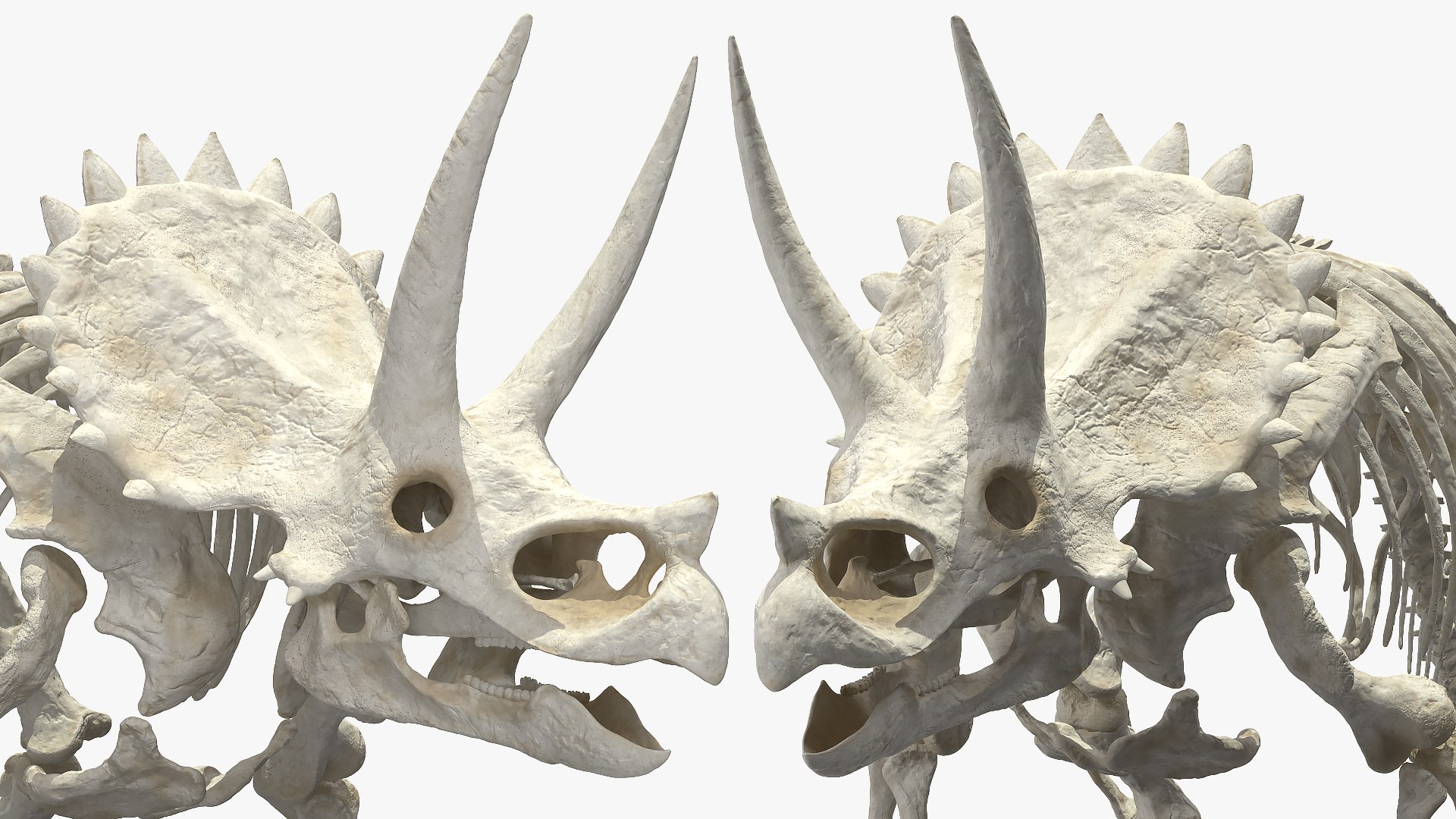 triceratops skeleton 3D model https://p.turbosquid.com/ts-thumb/Ur/q9xEVj/lEd5m7eD/triceratopsskeletonmb3dmodel010/jpg/1580842692/1920x1080/fit_q87/3911b0bb36c178ac358fd8bf21bb531f1554617e/triceratopsskeletonmb3dmodel010.jpg