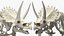 Triceratops Skeleton