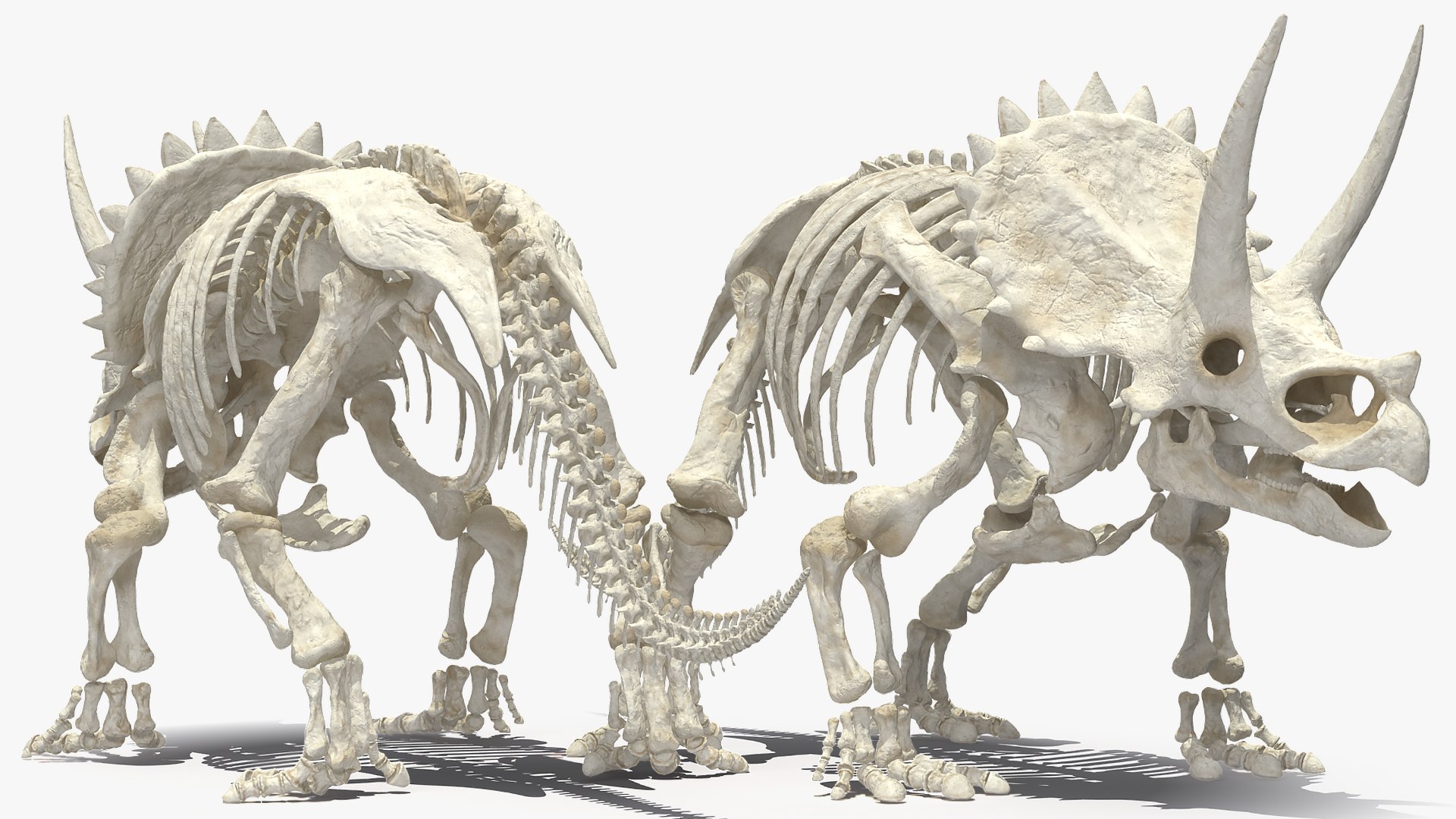 triceratops skeleton 3D model https://p.turbosquid.com/ts-thumb/Ur/q9xEVj/mcxSMJqM/triceratopsskeletonmb3dmodel006/jpg/1580842670/1920x1080/fit_q87/e14094165b3ad5617f3c72cd2b4002c5dd3c7ab6/triceratopsskeletonmb3dmodel006.jpg