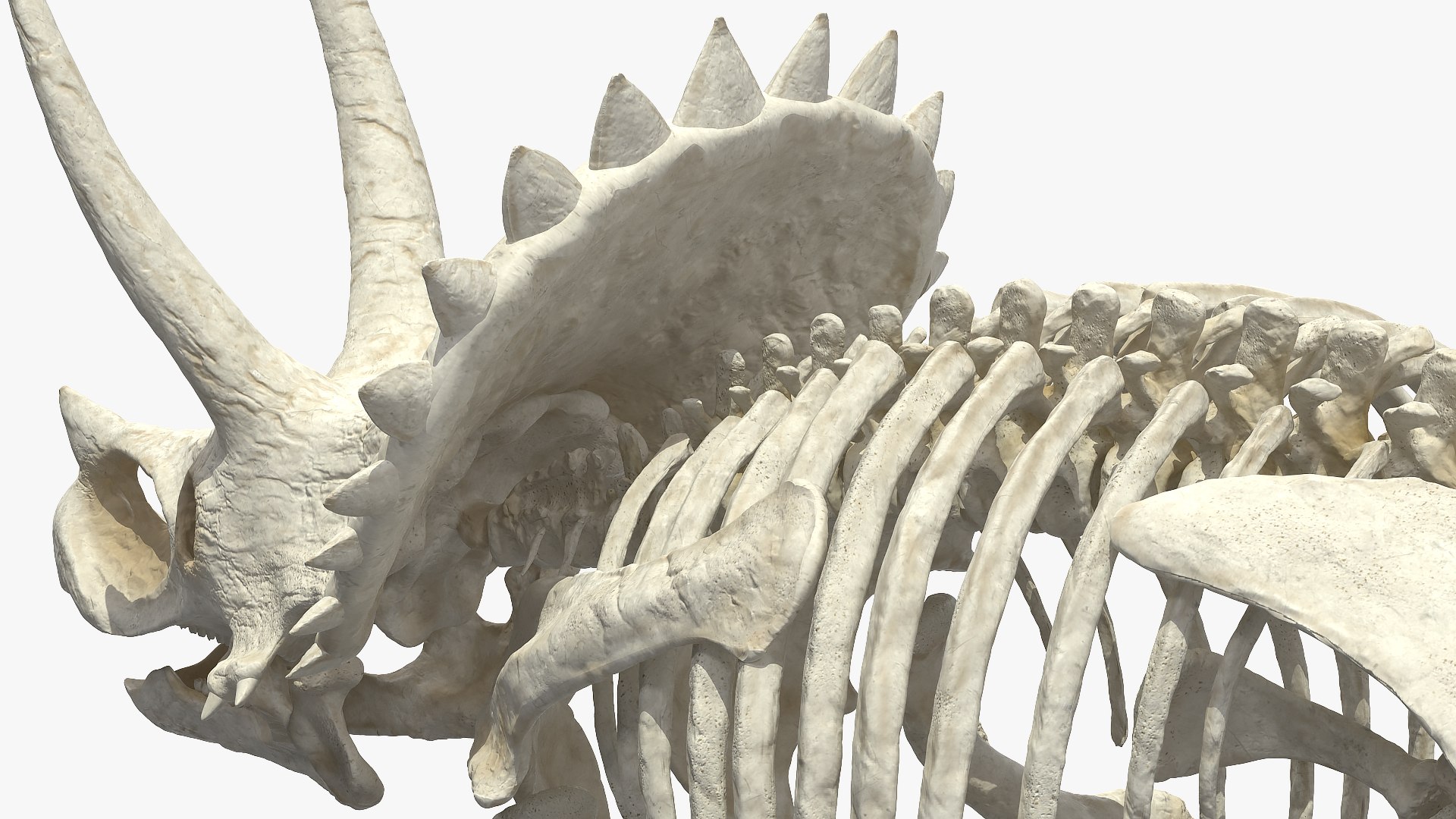 triceratops skeleton 3D model https://p.turbosquid.com/ts-thumb/Ur/q9xEVj/zz4RhB95/triceratopsskeletonmb3dmodel014/jpg/1580842715/1920x1080/fit_q87/9f654bdd6f645f6a867da5296c3d4909f889b36d/triceratopsskeletonmb3dmodel014.jpg