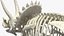 Triceratops Skeleton