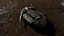 Trilobite 02 - ILLAENUS TAURICORNIS
