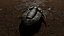 Trilobite 02 - ILLAENUS TAURICORNIS