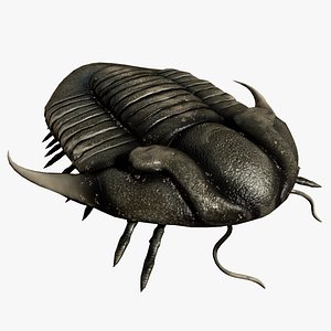 3D reproduction - trilobite illaenus