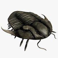 Trilobite 02 - ILLAENUS TAURICORNIS