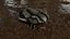 Trilobite 02 - ILLAENUS TAURICORNIS