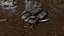 Trilobite 02 - ILLAENUS TAURICORNIS