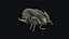Trilobite 02 - ILLAENUS TAURICORNIS
