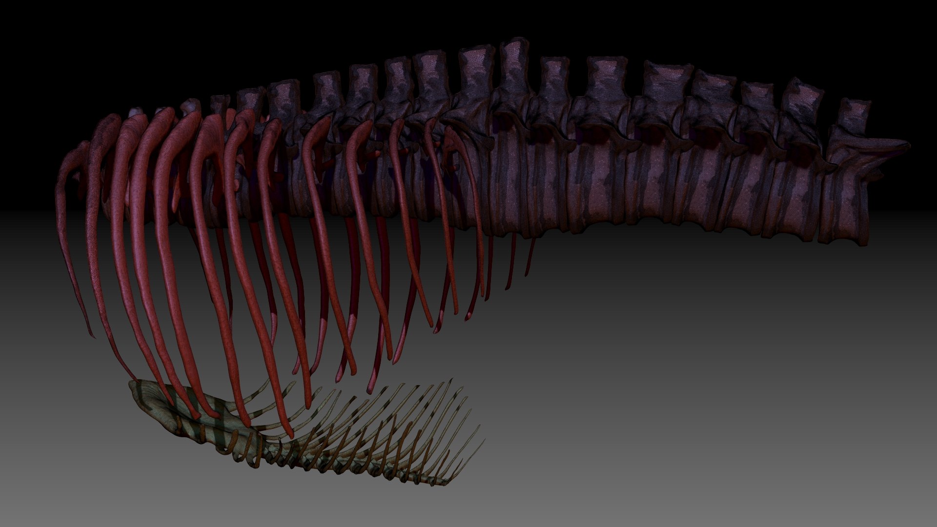 3D Trex Spine Rib Set - TurboSquid 1707496
