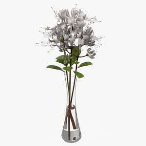 Bouquet with Blooming White Honeysuckle in Vase with Water model