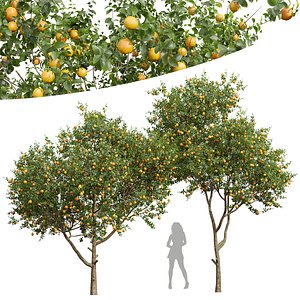 3D model New Plant High detail Citrus Sinensis Orange Arancio