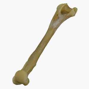3D Pavian Monkey Male Humerus Bone 01 RAW Scan model