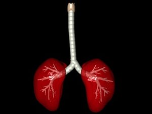 lungs bronchi 3ds