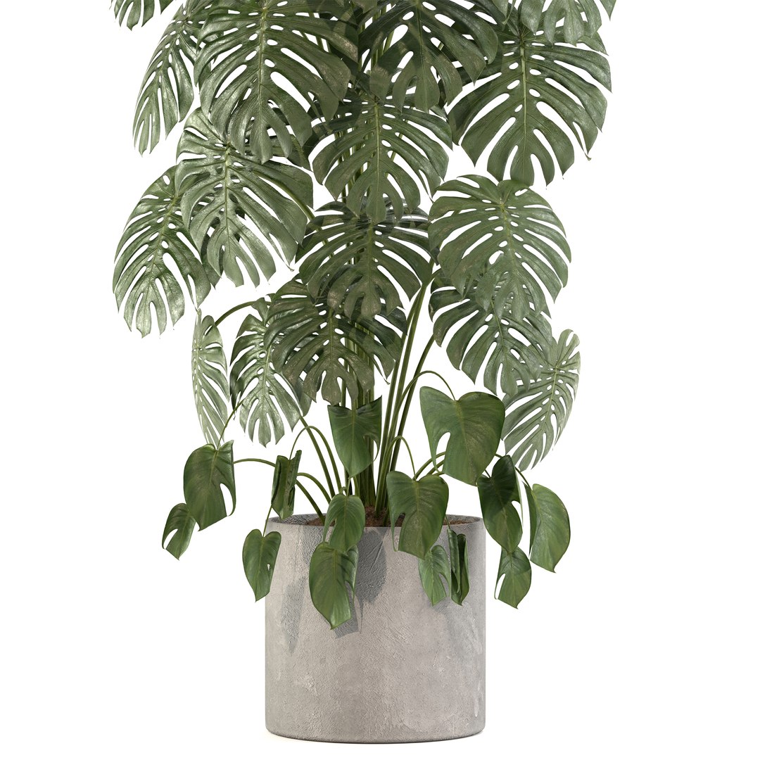 Indoor Plant 02 3d Model - Turbosquid 2255571