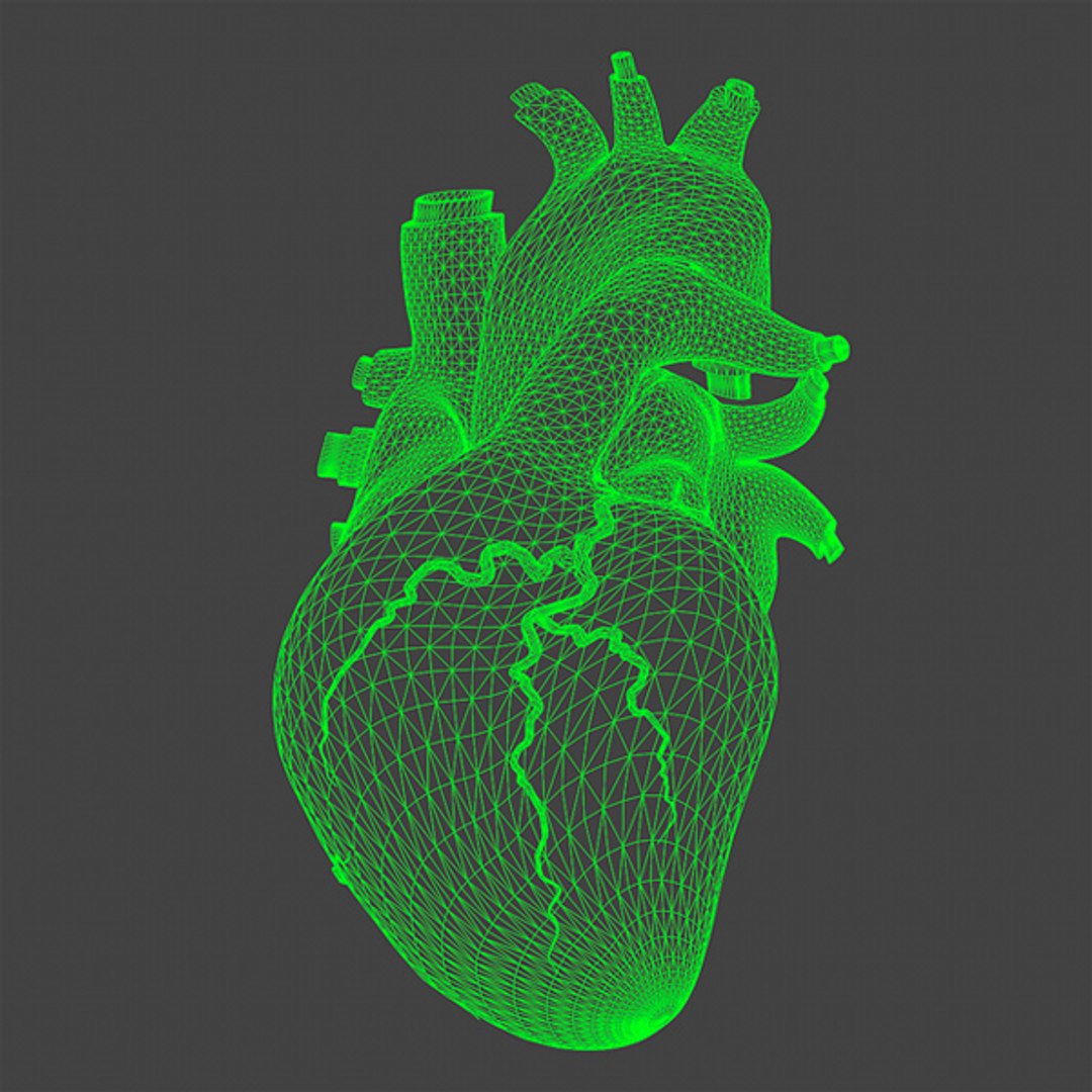 3d human heart animation