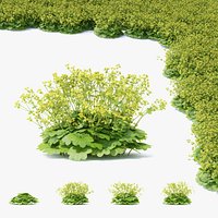 Alchemilla mollis flower