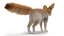 Fennec Fox Fur
