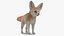 Fennec Fox Fur