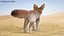Fennec Fox Fur