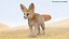 Fennec Fox Fur