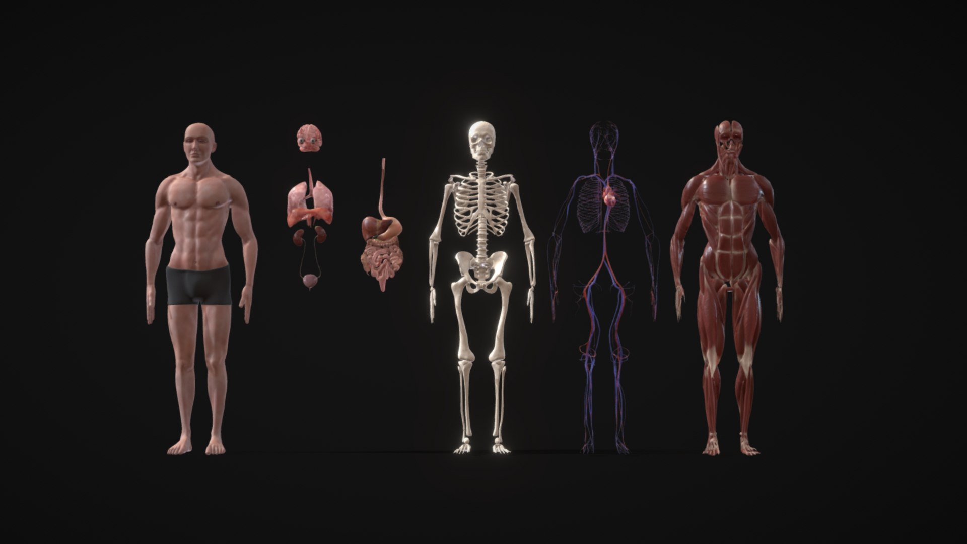 Animated Full Human Body Anatomy 3D - TurboSquid 2218229