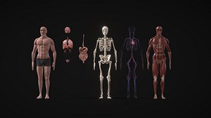 Animated Full Human Body Anatomy 3D
