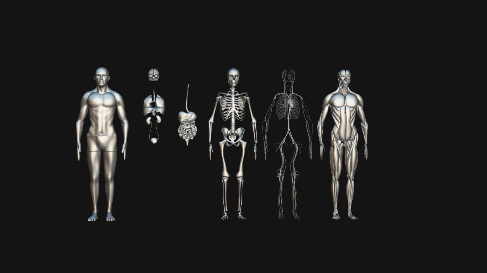 Animated Full Human Body Anatomy 3D - TurboSquid 2218229