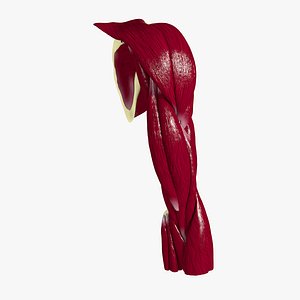 Ultimate Human Upper Arm