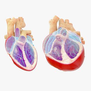 3D Medically Accurate  Cross-Section of the Human Heart animated