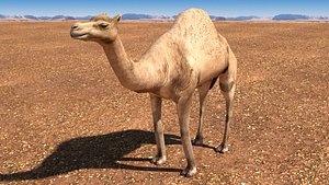 Arabian Camel
