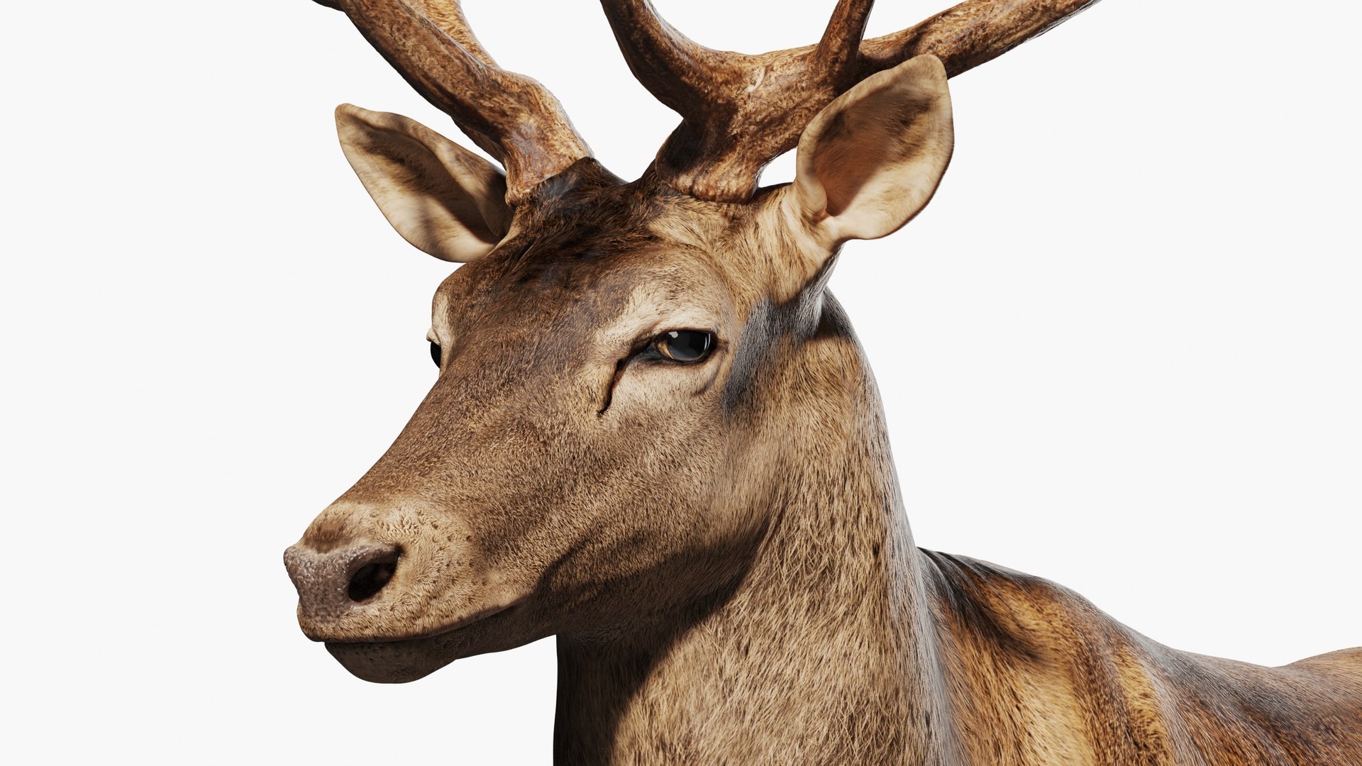 Reed Deer Stag 3D model https://p.turbosquid.com/ts-thumb/Us/w1O4pl/2I/qq3/jpg/1618311519/1920x1080/fit_q87/c02cf0b8081be90908475f0c8703286838ead0fc/qq3.jpg