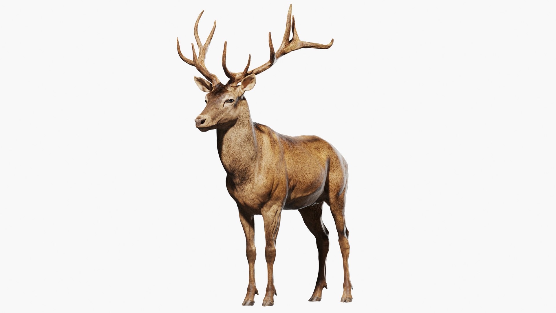 Reed Deer Stag 3D model https://p.turbosquid.com/ts-thumb/Us/w1O4pl/6k/aaa3/jpg/1618317329/1920x1080/fit_q87/b109ae1ad834e89db1118208295e49299fb666ac/aaa3.jpg
