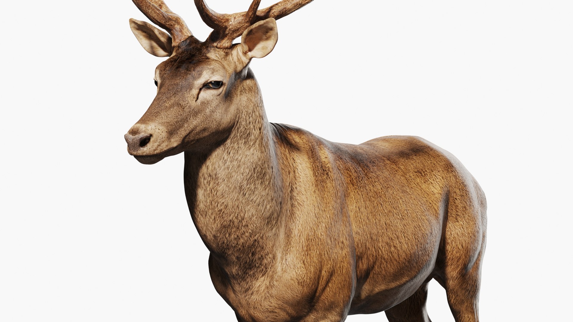 Reed Deer Stag 3D model https://p.turbosquid.com/ts-thumb/Us/w1O4pl/CP/qq2/jpg/1618311513/1920x1080/fit_q87/bbc91bedfcf75ed2fa8d91f41b18e39d302d30cf/qq2.jpg
