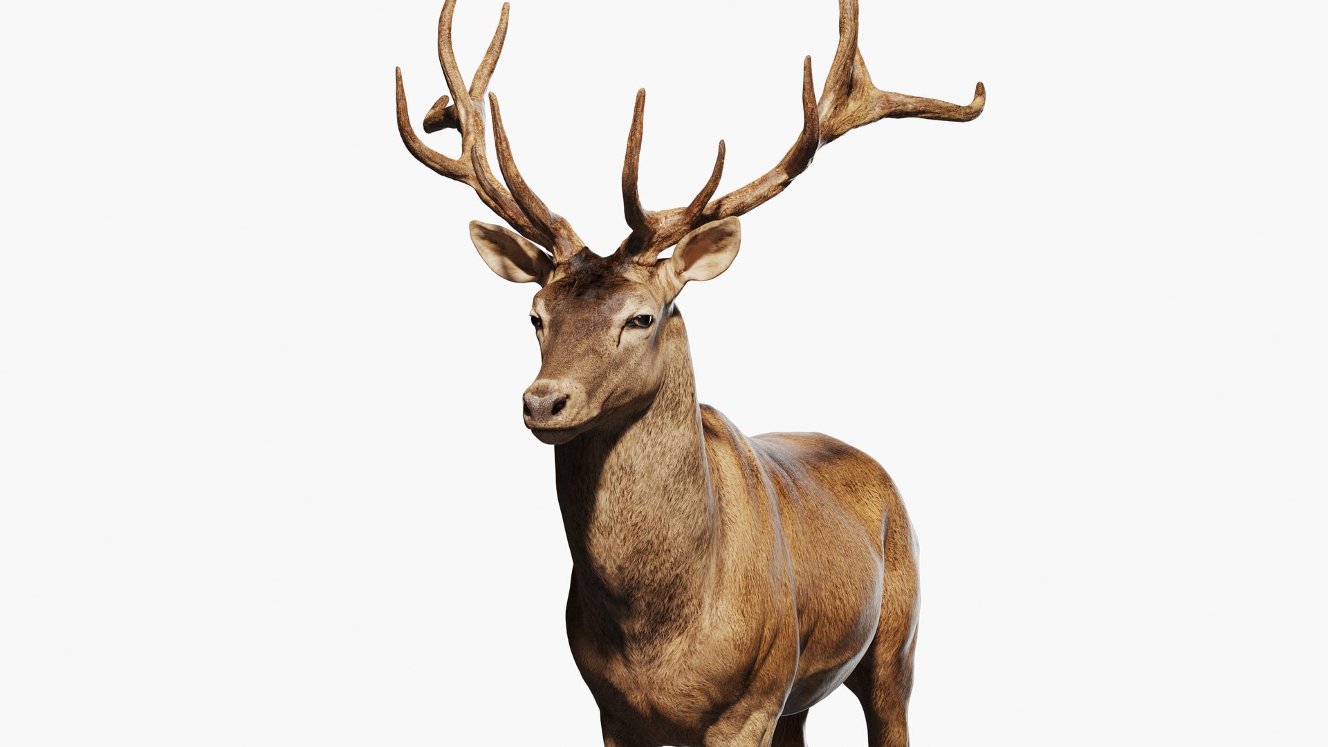 Reed Deer Stag 3D model https://p.turbosquid.com/ts-thumb/Us/w1O4pl/D2/qq6/jpg/1618311510/1920x1080/fit_q87/c0f5ea51c7f56be0db91ae8196cbf059c4e350e1/qq6.jpg