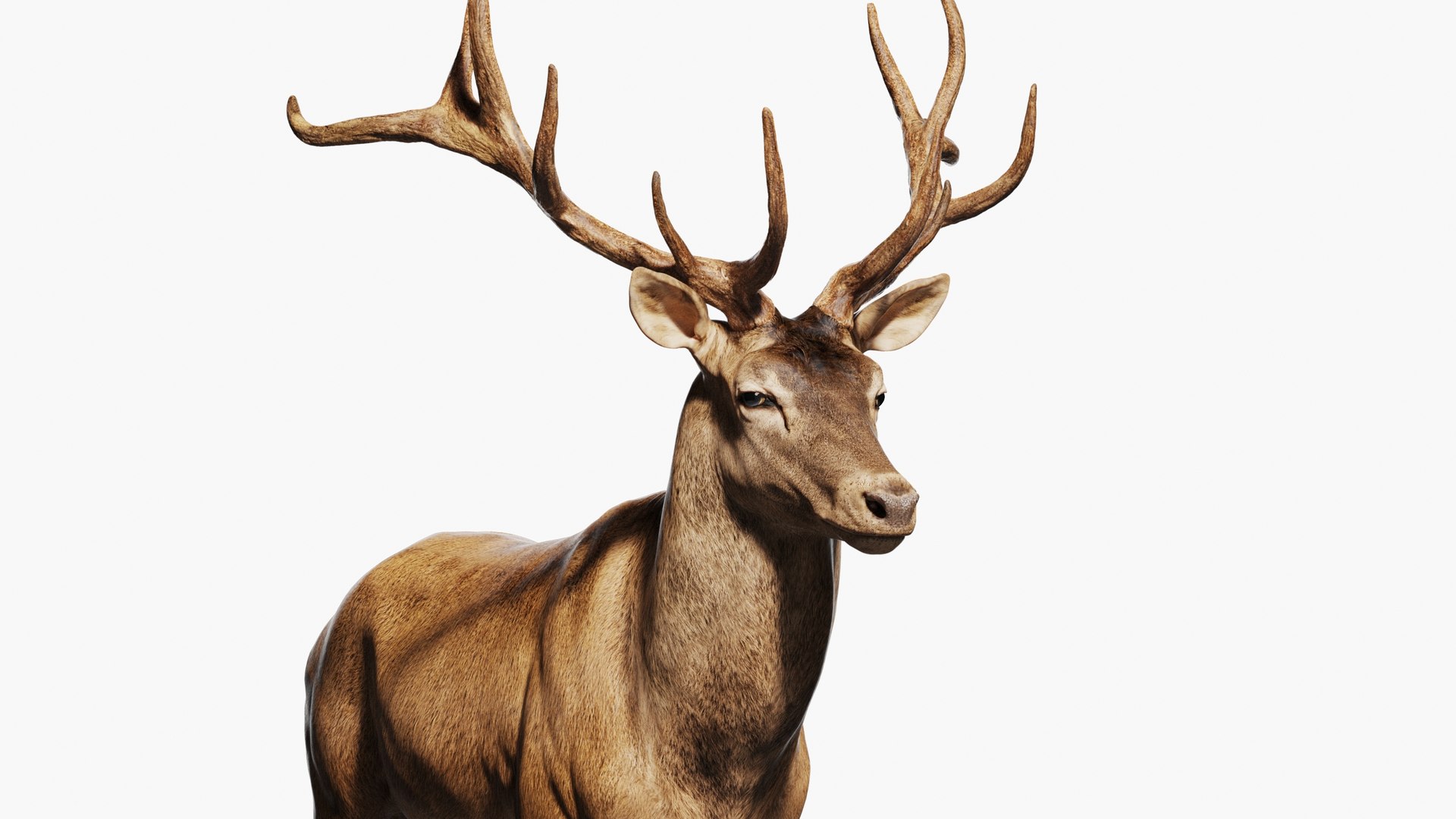 Reed Deer Stag 3D model https://p.turbosquid.com/ts-thumb/Us/w1O4pl/Mb/qq9/jpg/1618311679/1920x1080/fit_q87/08c5c435baab8ed76e3cfec6801a81b8c7a3551a/qq9.jpg