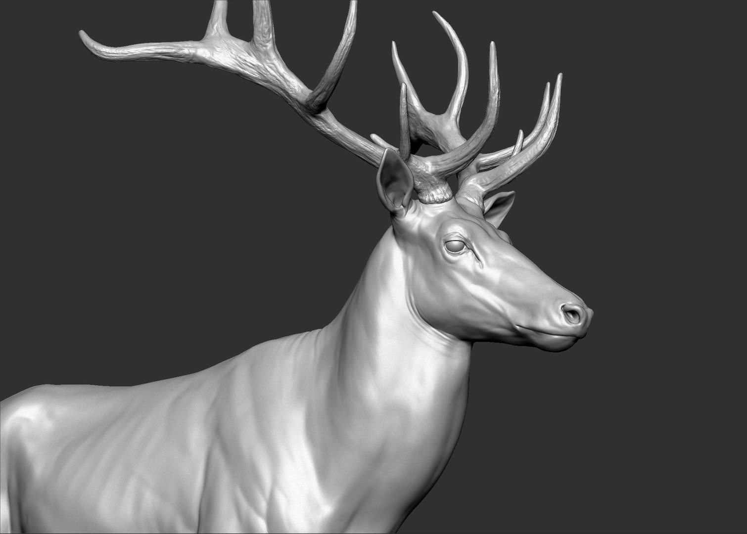 Reed Deer Stag 3D model https://p.turbosquid.com/ts-thumb/Us/w1O4pl/Nu/10/jpg/1618311410/1920x1080/fit_q87/1b0f8fd1681b18e64914b599e49153b0abc21d25/10.jpg