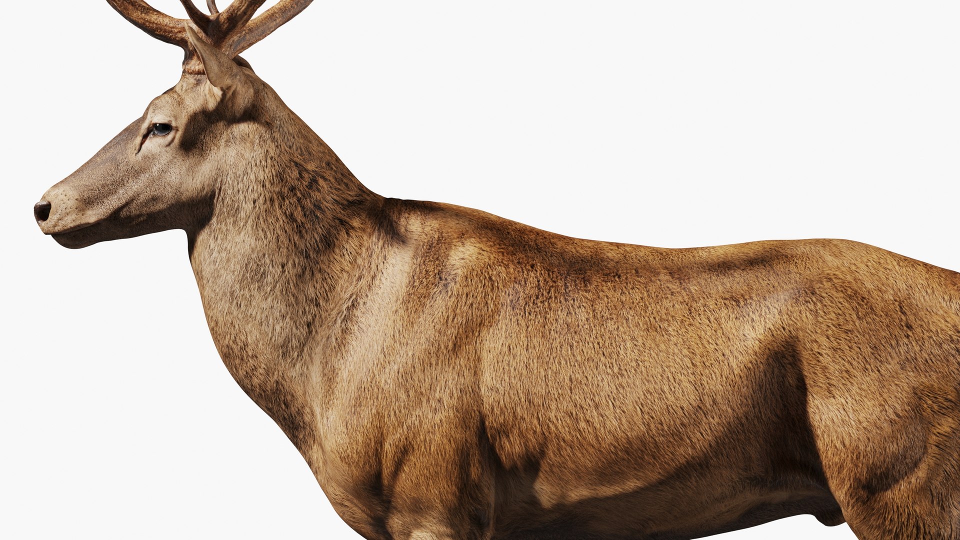 Reed Deer Stag 3D model https://p.turbosquid.com/ts-thumb/Us/w1O4pl/Oh/10004/jpg/1618310736/1920x1080/fit_q87/020354d91070b3b262c650354d5d23878bc36a30/10004.jpg
