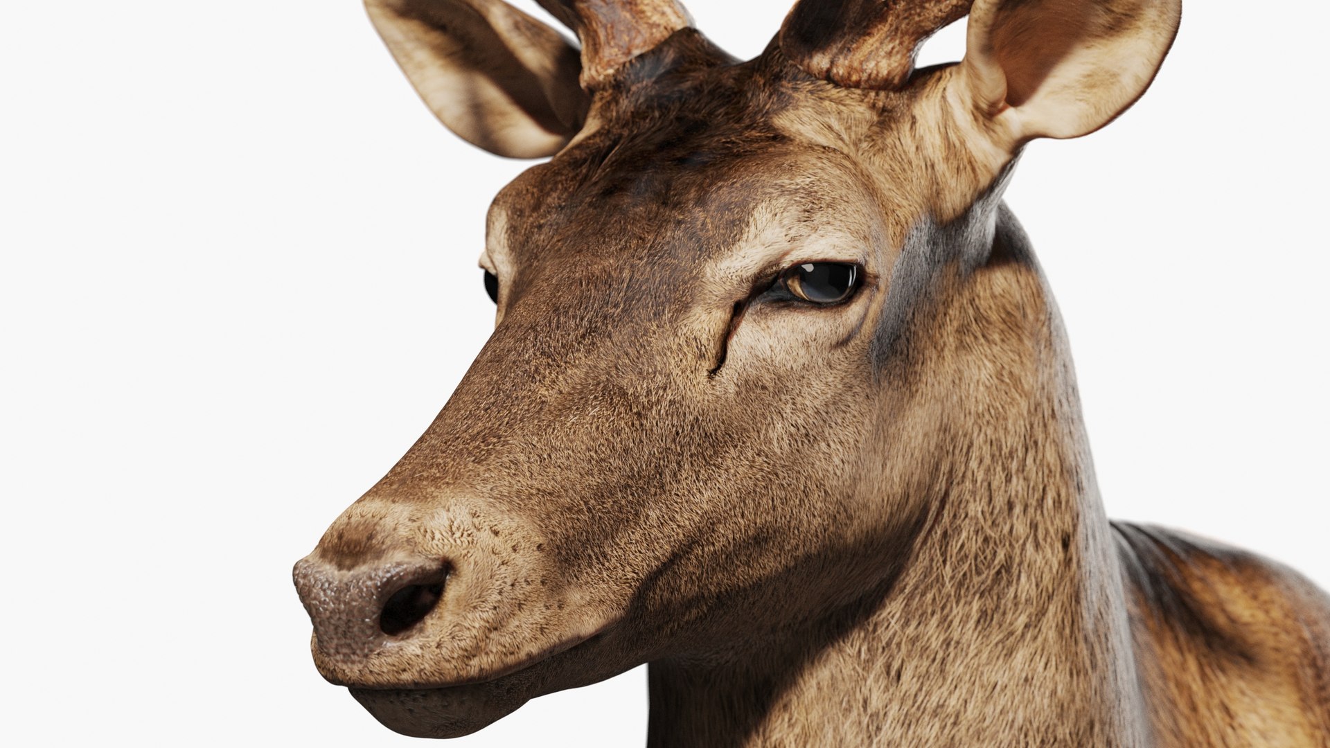 Reed Deer Stag 3D model https://p.turbosquid.com/ts-thumb/Us/w1O4pl/R7/qq4/jpg/1618311515/1920x1080/fit_q87/a90500c447f0ad6a79fa2a147b5e7fa29b2b0a7f/qq4.jpg
