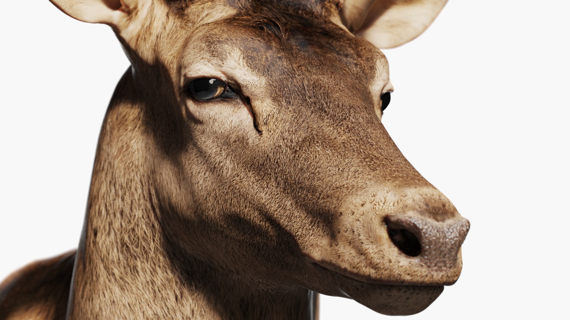 Reed Deer Stag 3D model https://p.turbosquid.com/ts-thumb/Us/w1O4pl/YV/qq8/jpg/1618313980/1920x1080/fit_q87/fac9ca6f384c86dce9704af627f21a3b1843e9d9/qq8.jpg