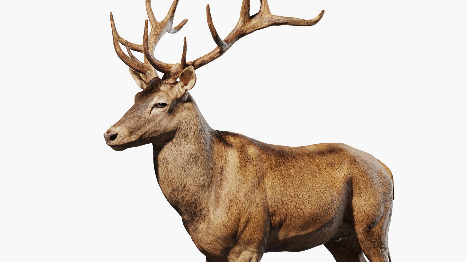 Reed Deer Stag 3D model https://p.turbosquid.com/ts-thumb/Us/w1O4pl/hg/qq1/jpg/1618311519/1920x1080/fit_q87/f679a6defaced6cd039ba6d86c1d9e633e88f567/qq1.jpg