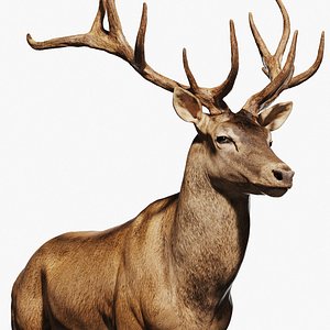 Reed Deer Stag